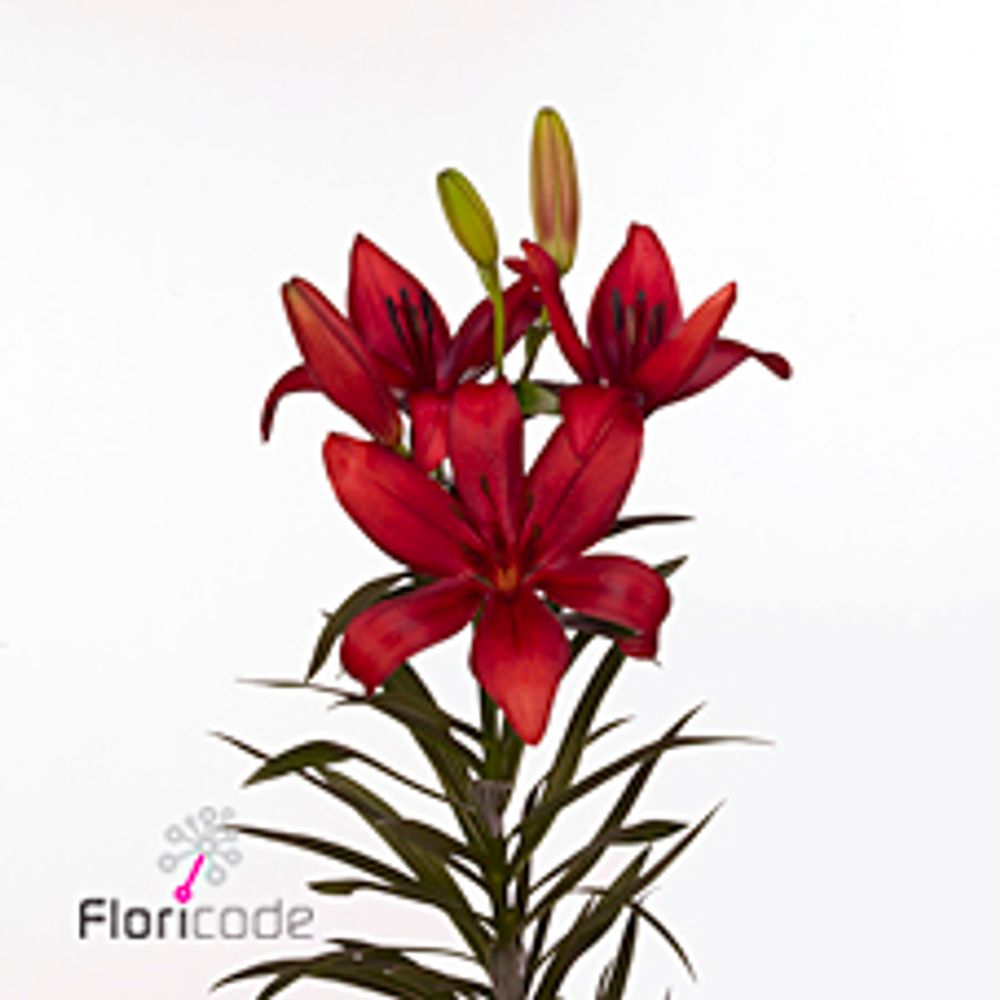 Lilie asiatisch rot Corleone 4+Blüte 80cm