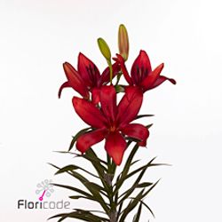 Lilie asiatisch rot Corleone 4+Blüte 80cm