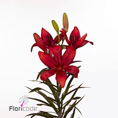 Lilie asiatisch rot Corleone 4+Blüte 80cm
