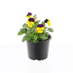 Hornveilchen gelb/lila - double T09 H015