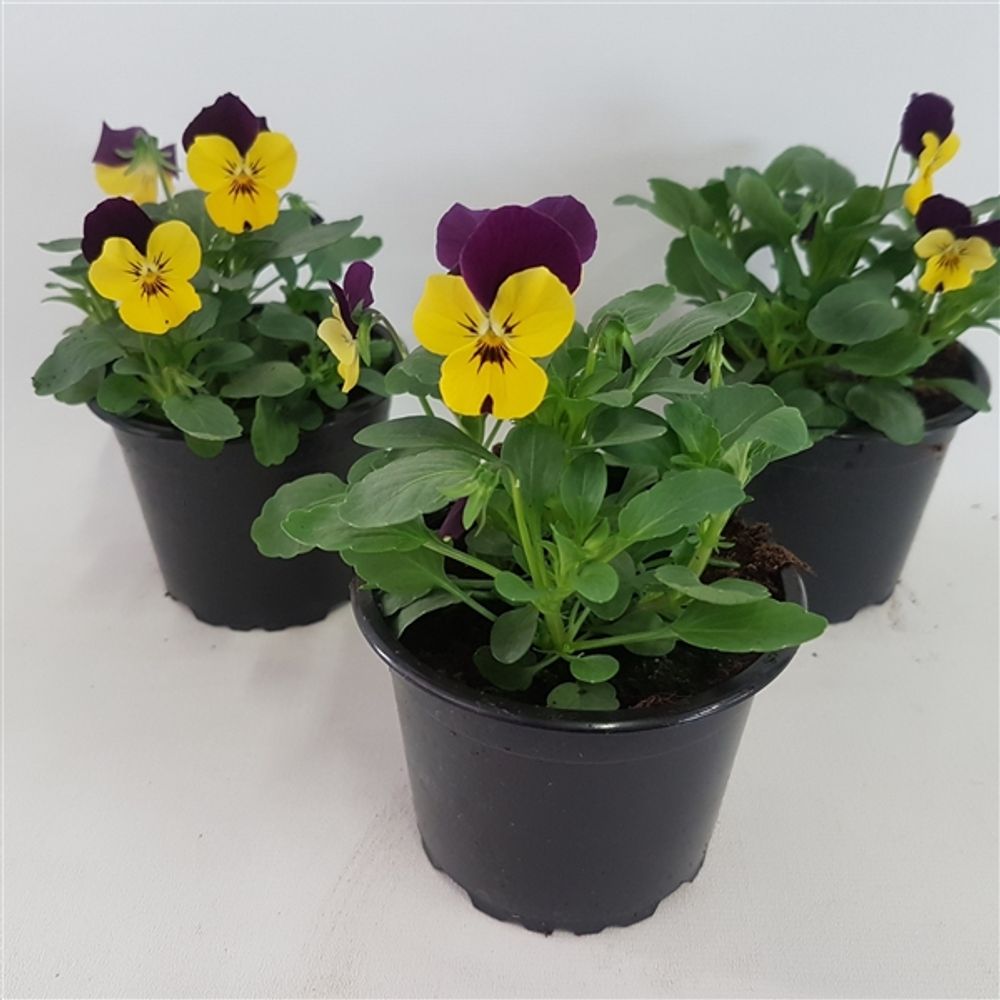 Hornveilchen gelb/lila - double T09 H015