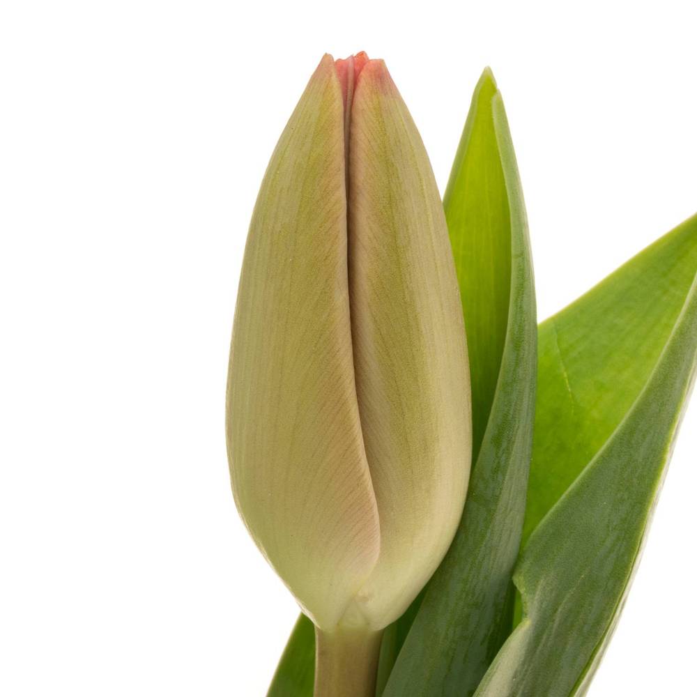 Tulpe pink Carola 32 Triflor Gramm