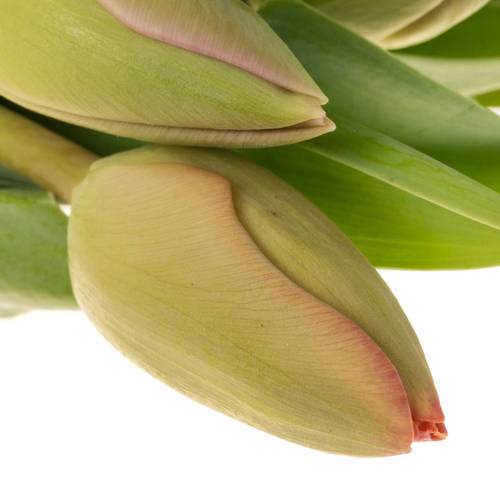 Tulpe pink Carola 32 Triflor Gramm