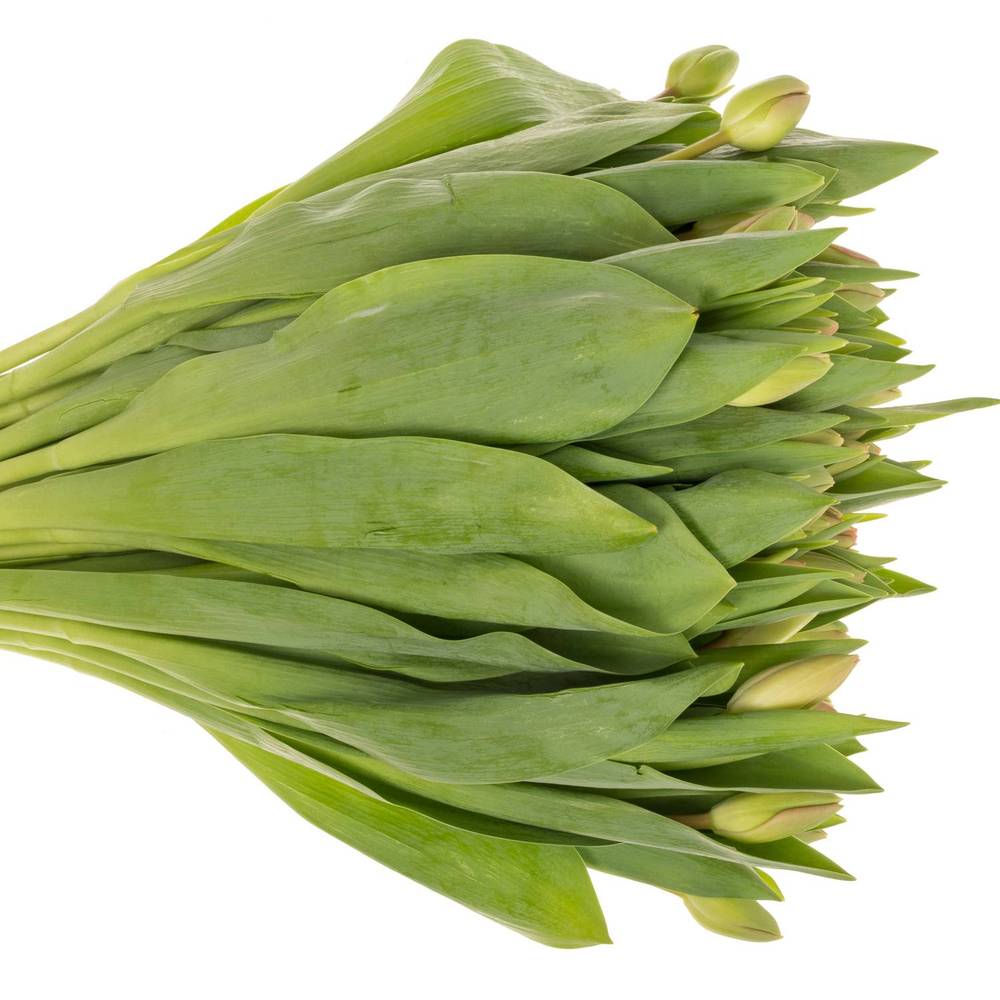 Tulpe pink Carola 32 Triflor Gramm