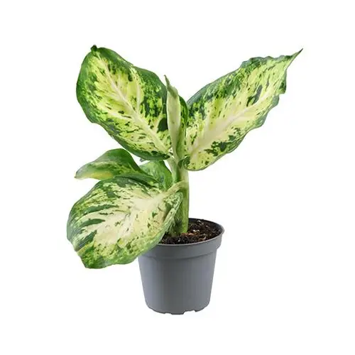 Dieffenb.Maculata Amy T6 H13