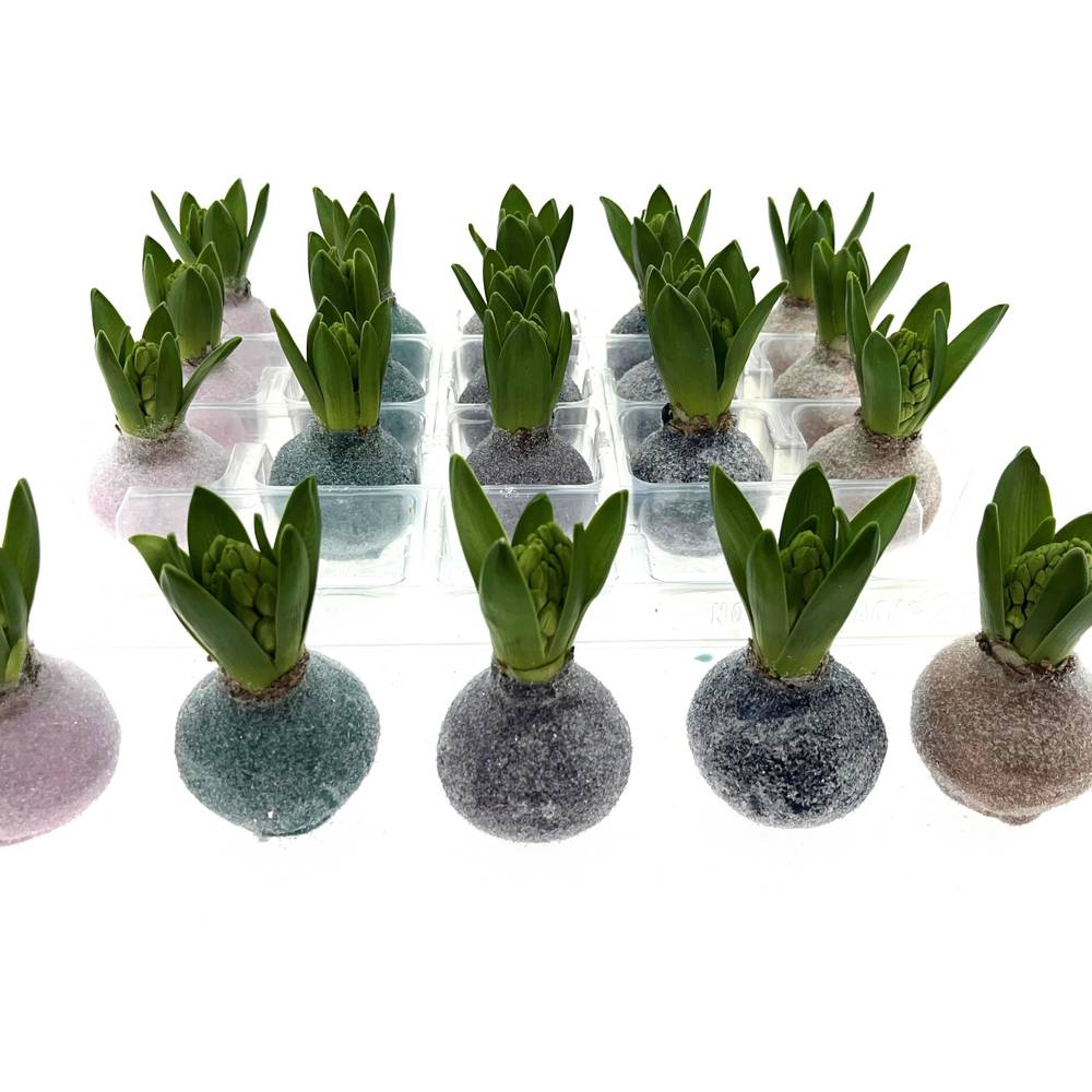 Hyaz.Bol Wachs mix Crystal/Pastel Frühlingsfarben H008