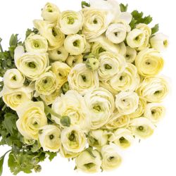 Ranunkel creme Italien 40cm x 50