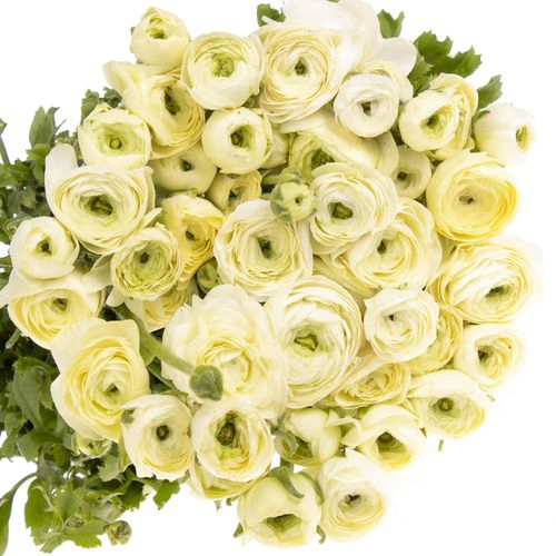 Ranunkel creme Italien 40cm x 50