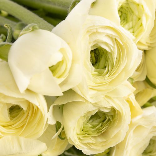 Ranunkel creme Italien 40cm x 50