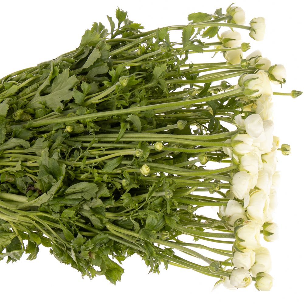 Ranunkel creme Italien 40cm x 50