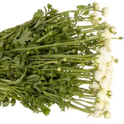 Ranunkel creme Italien 40cm x 50