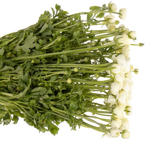 Ranunkel creme Italien 40cm x 50