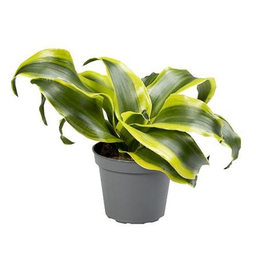 Dracaena Draco Tordando T06