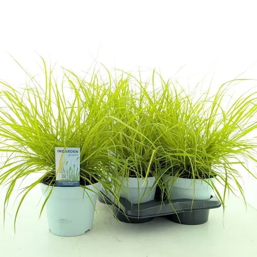 Pennisetum Gold Hameln T17 H65