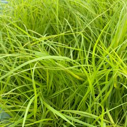 Pennisetum Gold Hameln T17 H65
