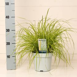 Pennisetum Gold Hameln T17 H65