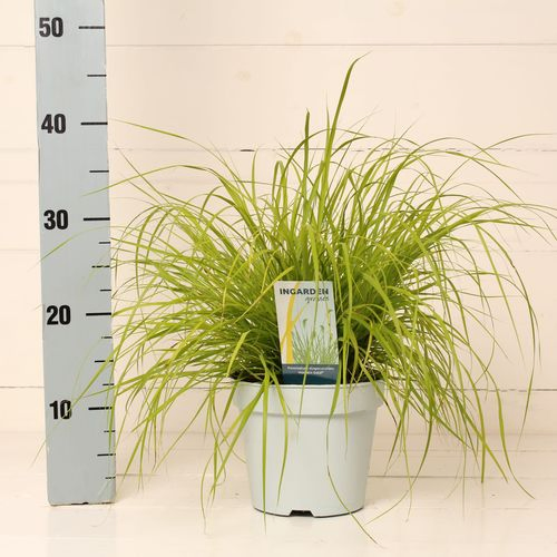 Pennisetum Gold Hameln T17 H65
