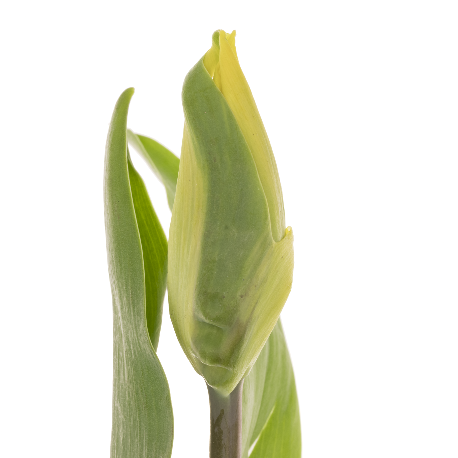 Franz.gelb 44 Gramm 55cm