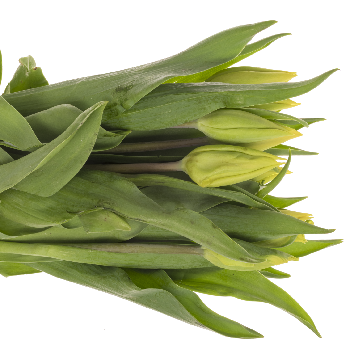 Franz.gelb 44 Gramm 55cm