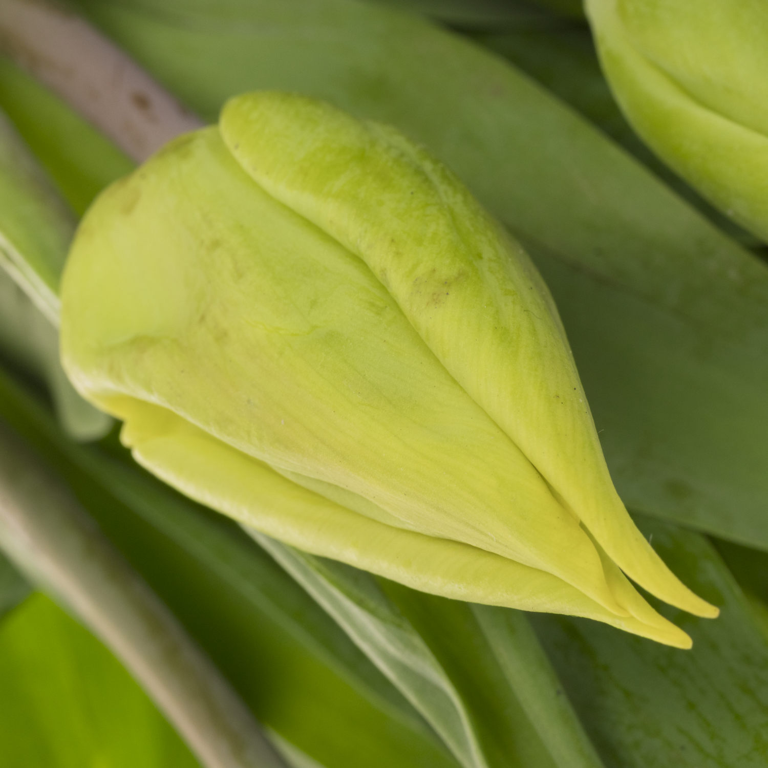 Franz.gelb 44 Gramm 55cm