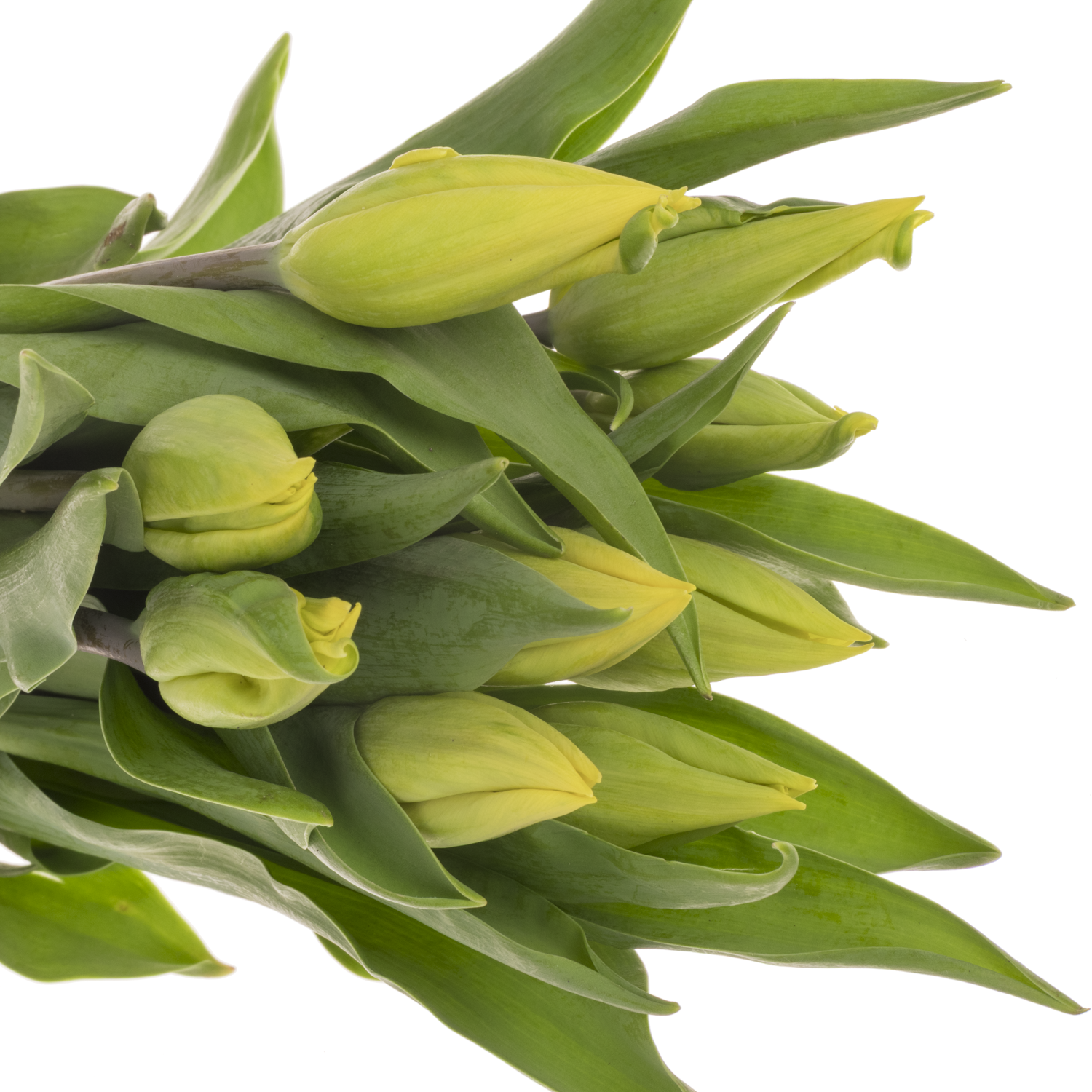 Franz.gelb 44 Gramm 55cm