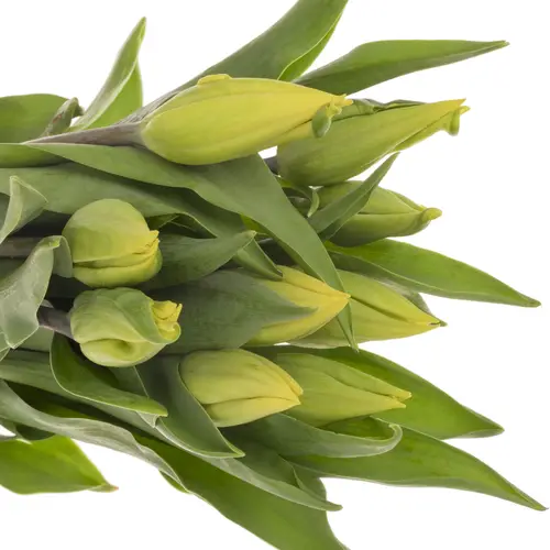 Franz.gelb 44 Gramm 55cm