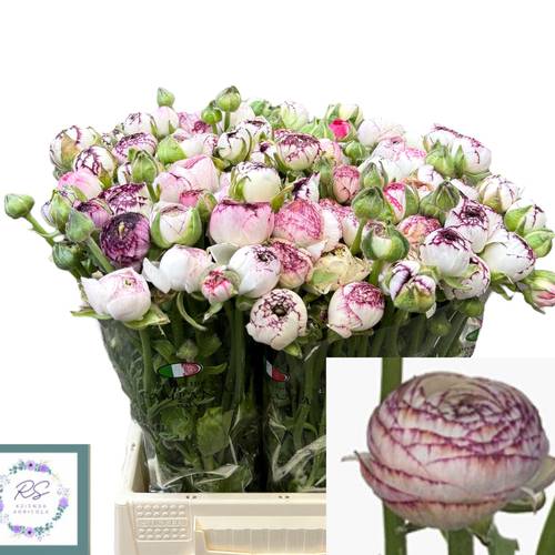 Ranunkel weiss lila streiff Italien 40cm x 50