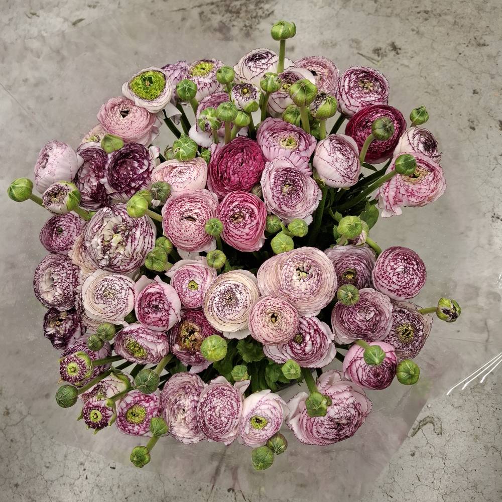 Ranunkel weiss lila streiff Italien Extra 40cm