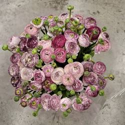 Ranunkel weiss lila streiff Italien Extra 40cm