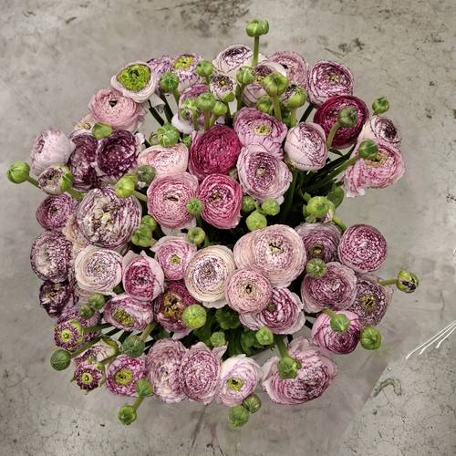 Ranunkel weiss lila streiff Italien Extra 40cm