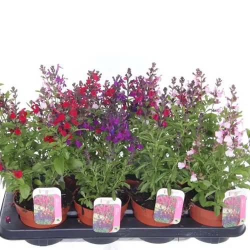 Salvia mix Greggii T13 H040