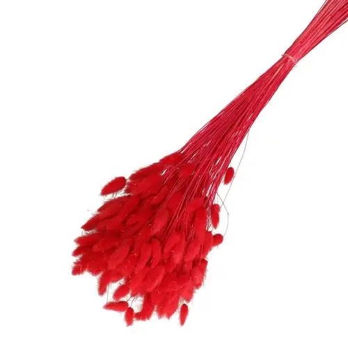 Trocken Lagurus rot L65cm 100gr