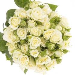 Rose verzweigt creme/weiss Snowflake 6+Blüte 80cm