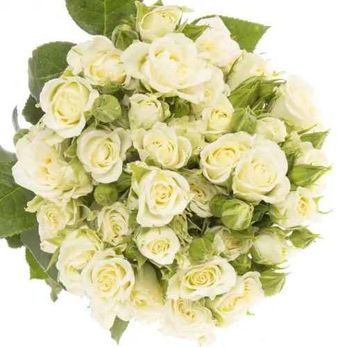 Rose verzweigt creme/weiss Snowflake 6+Blüte 80cm