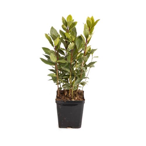 Lorbeer Nobilis T09 H025