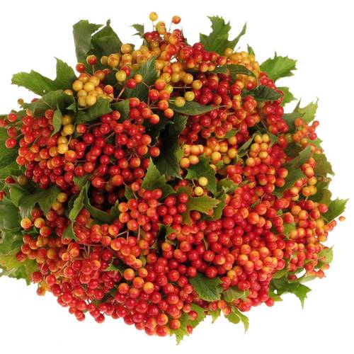 Viburnum rot Compactum 60cm