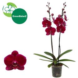 Phal, 2-R dunkel rot Novelty 5 T12 H055