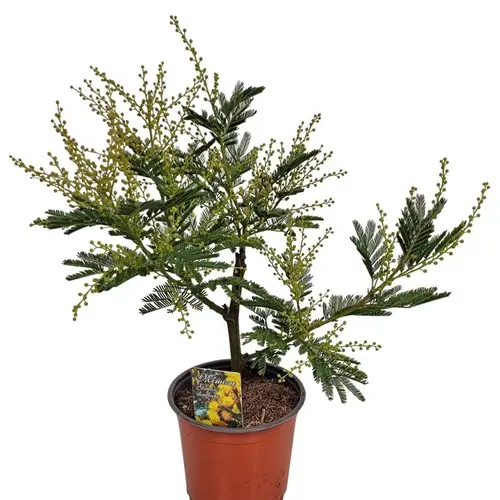 Acacia Mimosa Bush T15 H045
