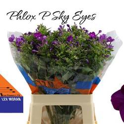 Phlox lila Sky Eyes 60cm