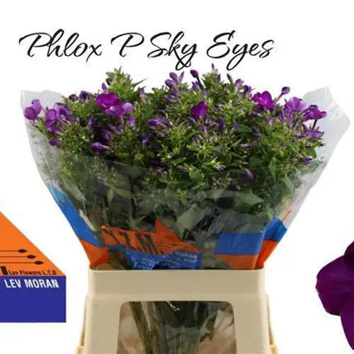 Phlox lila Sky Eyes 60cm