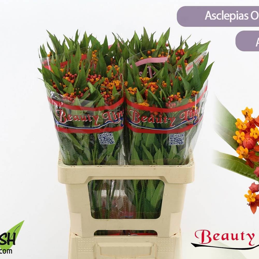 Aesclepia dunkel orange Silky Red 40cm