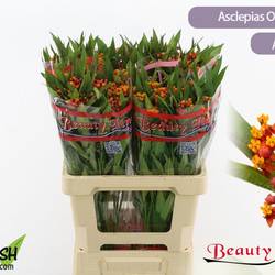 Aesclepia dunkel orange Silky Red 40cm