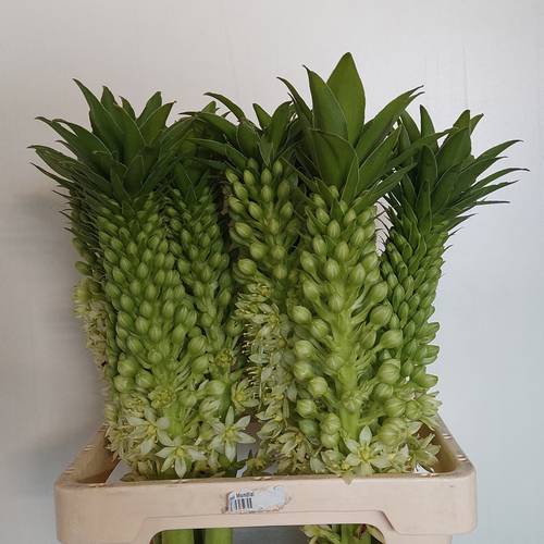 Eucomis hell grün/creme Green Spot 65cm