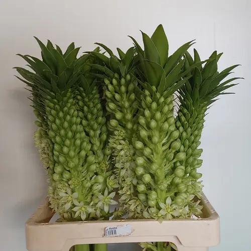 Eucomis hell grün/creme Green Spot 65cm