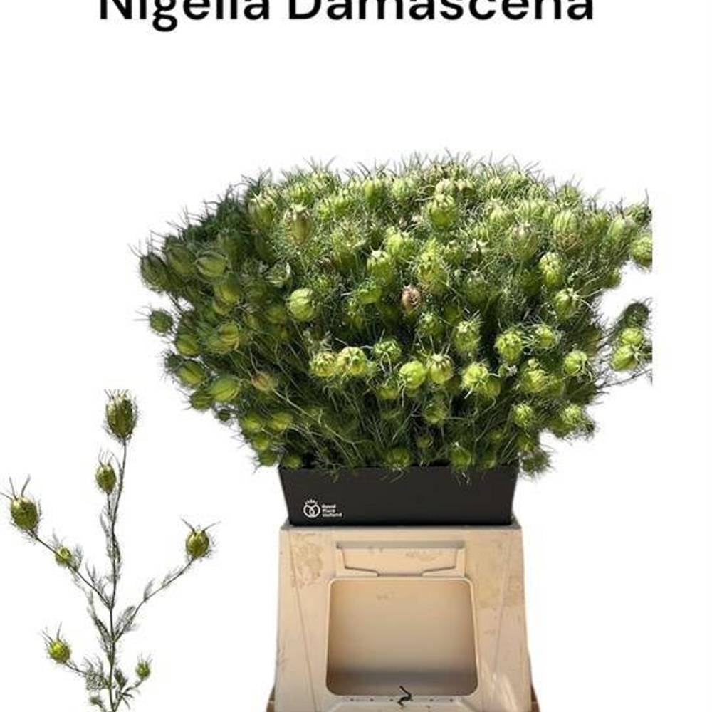 Nigella grün Damascena 55 pro bund