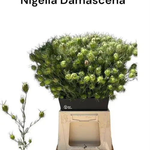 Nigella grün Damascena 55 pro bund