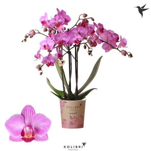 Phal.3-R rosa Stuttgard Kolibri T09 H40