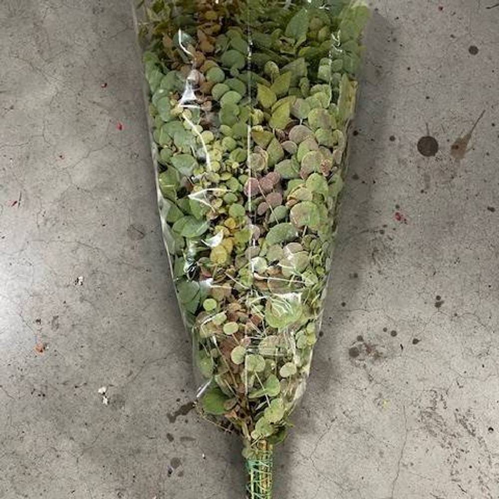 Populus grün Stuartiana Herbst gezogen 750 Gramm 50cm