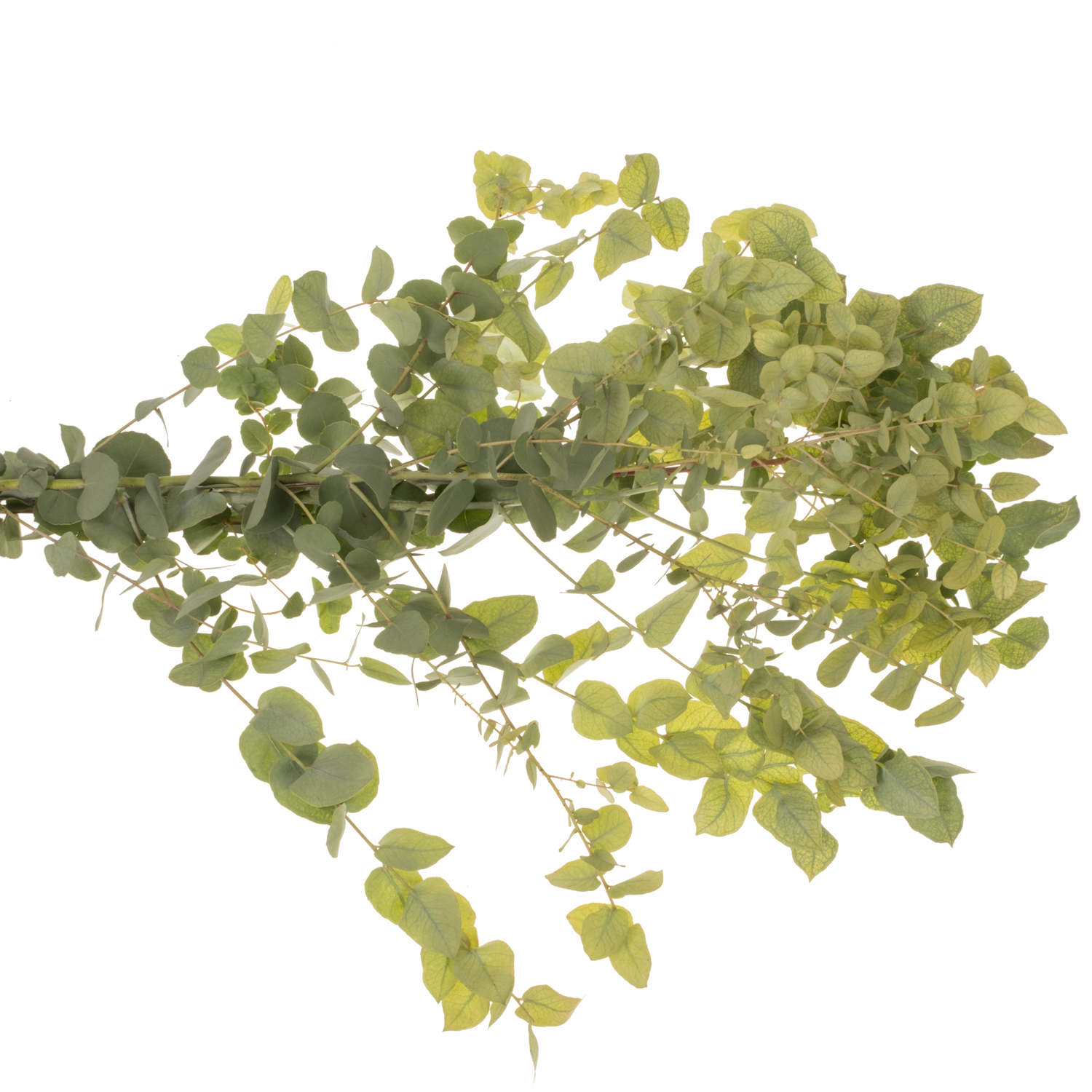 Populus hell grün/rot Stuartiana Herbst 200 Gramm 70cm