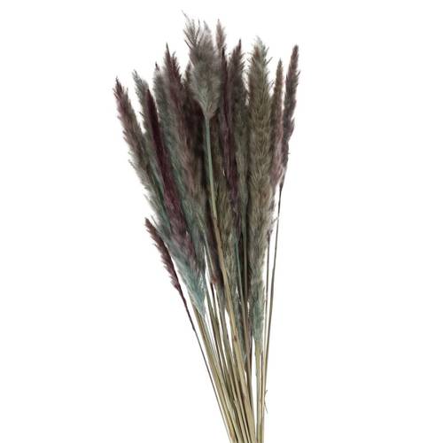 Trocken Pampasgras Fluffy grau/blau L80cm